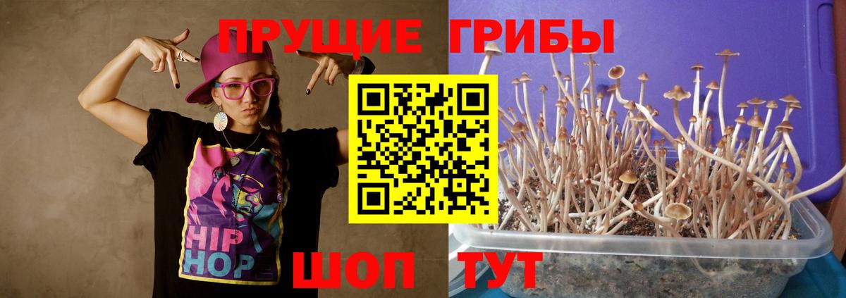 Псилоцибиновые грибы Psilocybine cubensis Киреевск